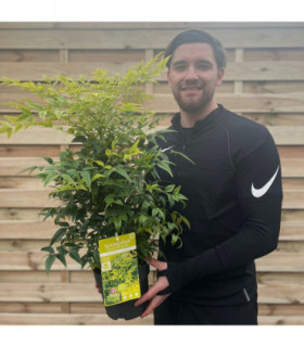 Nandina domestica 'Lemon and Lime' 9cm/2L