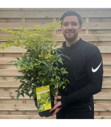 Nandina domestica 'Lemon and Lime' 9cm/2L