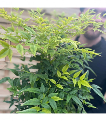 Nandina domestica 'Lemon and Lime' 9cm/2L