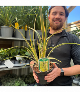 Phormium 'Duet' 2L (40-50cm inc. pot)