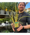 Phormium 'Duet' 2L (40-50cm inc. pot)