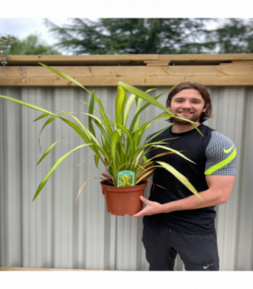 Phormium 'Yellow Wave' 9cm / 5L