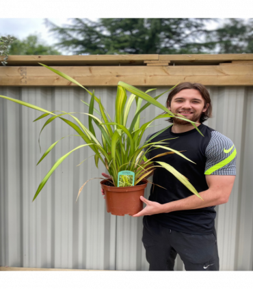 Phormium 'Yellow Wave' 9cm / 5L