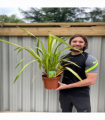 Phormium 'Yellow Wave' 9cm / 5L