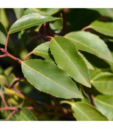 Portuguese Laurel | Prunus lusitanica 'Angustifolia' 1L