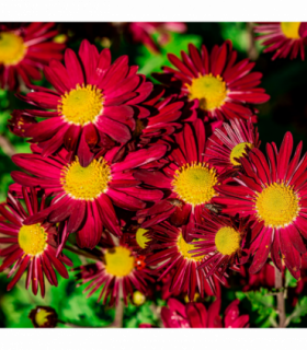 Pyrethrum coccineum 'Robinson's Red' 9cm