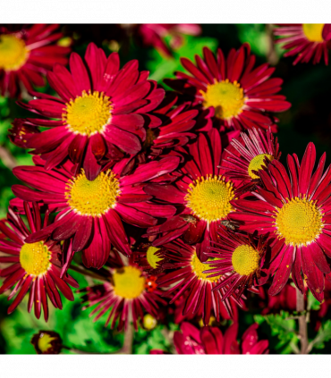 Pyrethrum coccineum 'Robinson's Red' 9cm