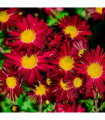 Pyrethrum coccineum 'Robinson's Red' 9cm