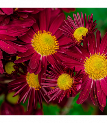 Pyrethrum coccineum 'Robinson's Red' 9cm