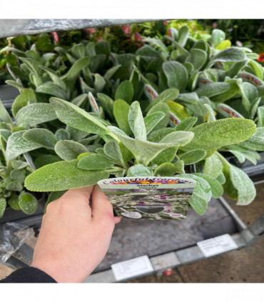 Stachys lanata 9cm 2L