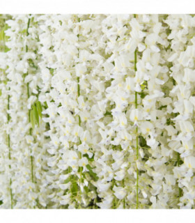 Wisteria sinensis 'Alba' on Frame  4L 100cm