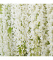 Wisteria sinensis 'Alba' on Frame  4L 100cm