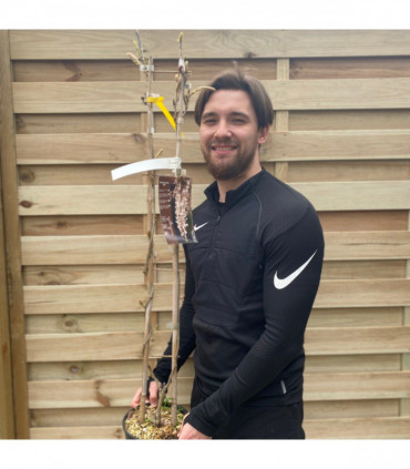 Wisteria sinensis 'Alba' on Frame  4L 100cm