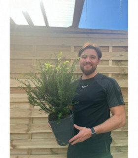 Yew Hedging - Taxus Baccata 9cm/3L