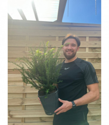 Yew Hedging - Taxus Baccata 9cm/3L