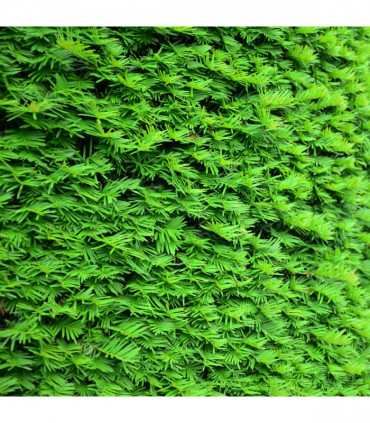 Yew Hedging - Taxus Baccata 9cm/3L