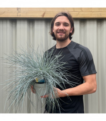 Blue Grass - Festuca Elijah Blue