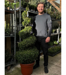 Buxus Spiral | Buxus sempervirens Topiary | Box Spiral