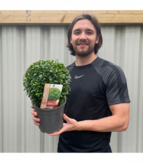 Buxus/Topiary Ball (Buxus sempervirens)