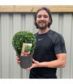 Buxus/Topiary Ball (Buxus sempervirens)