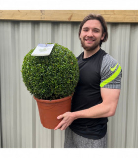 Buxus/Topiary Ball (Buxus sempervirens)