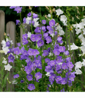 Campanula persicifolia 'Caerulea' - Blue 9cm / 2L