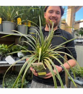 Carex morrowii 'Ice Dance' 3L