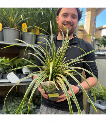 Carex morrowii 'Ice Dance' 3L