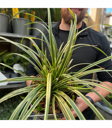 Carex morrowii 'Ice Dance' 3L