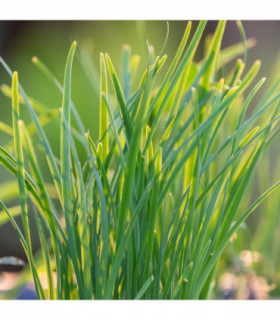 Chives Garlic (Herb) 9cm
