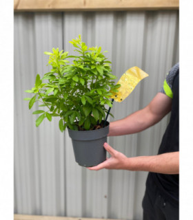 Choisya ternata Sundance - Brica/Lich 9cm-5L