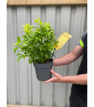 Choisya ternata Sundance - Brica/Lich 9cm-5L