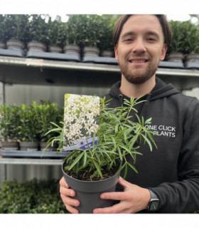 Choisya x dewitteana  'Aztec Pearl' 9cm / 2L