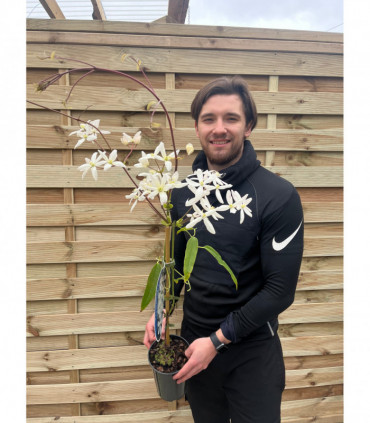 Clematis armandii  'Snowdrift' 100cm (Evergreen and Fragrant)