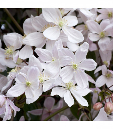 Clematis armandii  'Snowdrift' 100cm (Evergreen and Fragrant)
