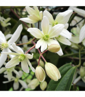 Clematis armandii (Evergreen and Fragrant) 100cm