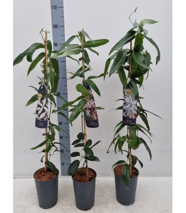 Clematis armandii (Evergreen and Fragrant) 100cm