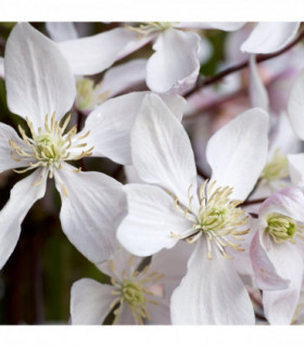 Clematis armandii - 'Enham Star'  (Evergreen and Fragrant)