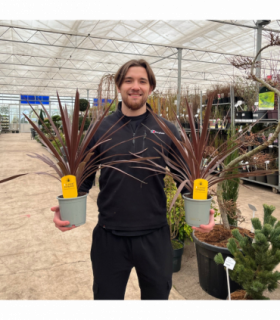 Cordyline australis 'Red Star' (3 sizes available)