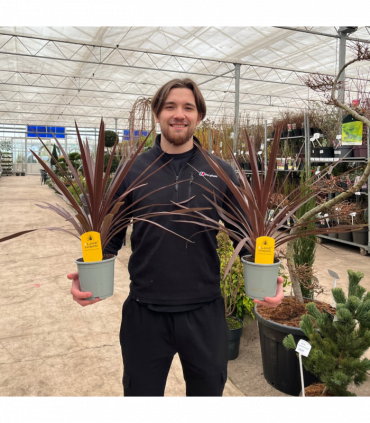 Cordyline australis 'Red Star' (3 sizes available)