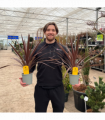 Cordyline australis 'Red Star' (3 sizes available)