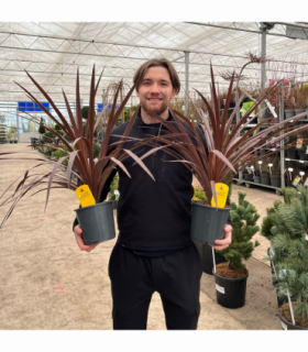 Cordyline australis 'Red Star' (3 sizes available)