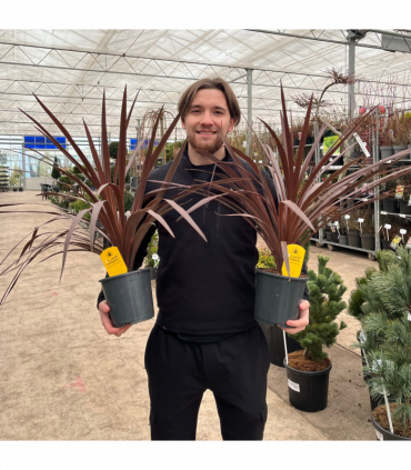 Cordyline australis 'Red Star' (3 sizes available)