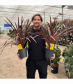 Cordyline australis 'Red Star' (3 sizes available)