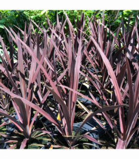 Cordyline australis 'Red Star' (3 sizes available)