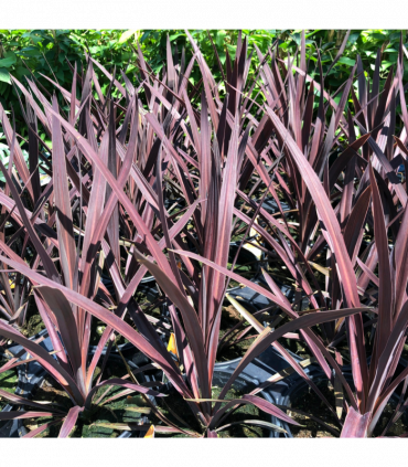 Cordyline australis 'Red Star' (3 sizes available)