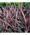 Cordyline australis 'Red Star' (3 sizes available)