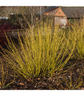 Cornus stolonifera flaviramea - Yellow Dogwood 1L / 2L