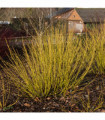 Cornus stolonifera flaviramea - Yellow Dogwood 1L / 2L