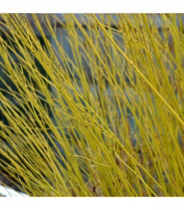 Cornus stolonifera flaviramea - Yellow Dogwood 1L / 2L
